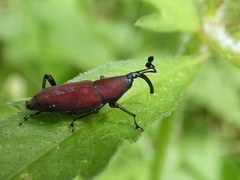 Rhodobaenus sanguineus