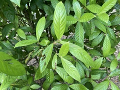 Psychotria viridis