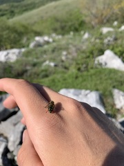 Lapposyrphus lapponicus