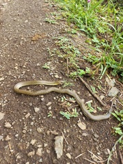 Erythrolamprus epinephalus albiventris