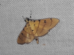 Lygropia cernalis