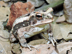 Incilius marmoreus