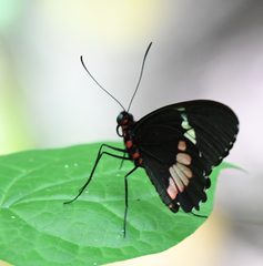 Parides iphidamas