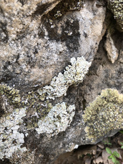 Squamarina periculosa