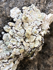 Squamarina periculosa