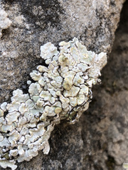 Squamarina periculosa