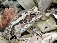 Incilius marmoreus
