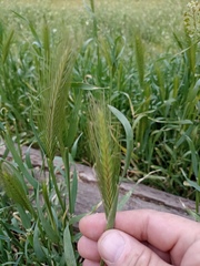 Hordeum murinum