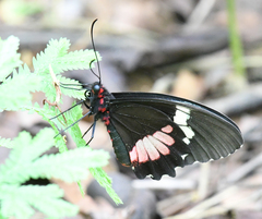 Parides iphidamas
