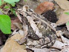 Incilius marmoreus