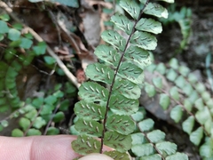 Asplenium trichomanes