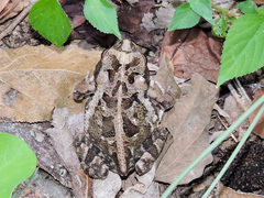 Incilius marmoreus
