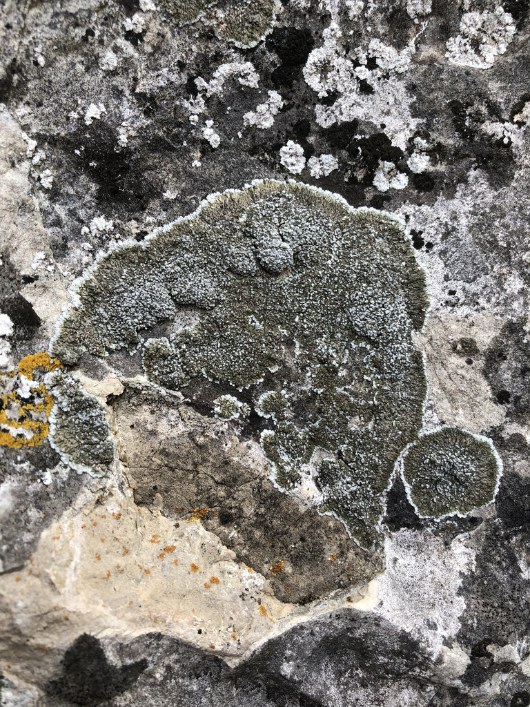 Solenopsora grisea