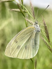 Pieris rapae
