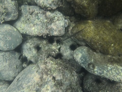 Diadema africanum
