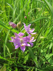 Calopogon oklahomensis