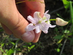 Calopogon oklahomensis