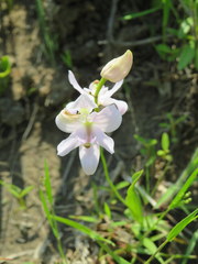 Calopogon oklahomensis