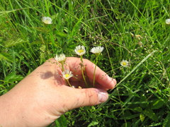 Erigeron tenuis