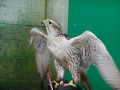 Saker Falcon photo 4