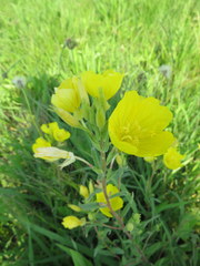 Oenothera sessilis