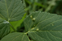 Puccinia aegopodii