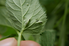 Puccinia aegopodii