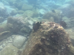 Microspathodon frontatus