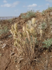 Eremopyrum orientale