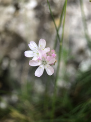 Armeria girardii