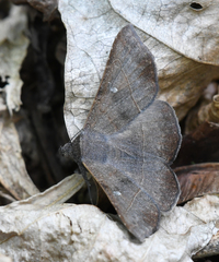 Eulepidotinae