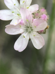 Armeria girardii