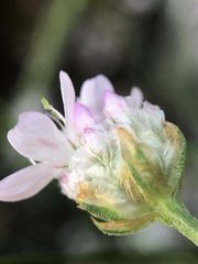 Armeria girardii