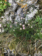 Armeria girardii