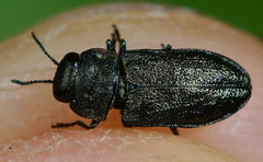 Anthaxia quadripunctata