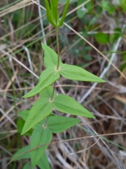 Lysimachia asperulifolia