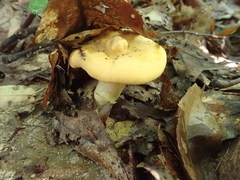 Cantharellus phasmatis