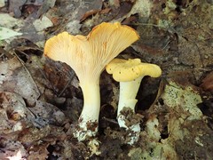 Cantharellus phasmatis