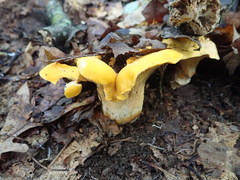 Cantharellus phasmatis