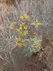 Prangos odontalgica
