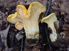 Cantharellus phasmatis