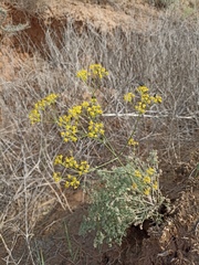Prangos odontalgica