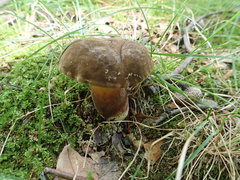 Cyanoboletus cyaneitinctus