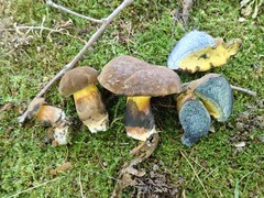 Cyanoboletus cyaneitinctus