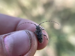 Lophopogonius crinitus