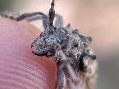 Lophopogonius crinitus