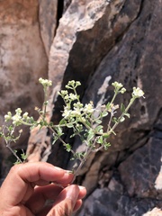 Fendlerella utahensis