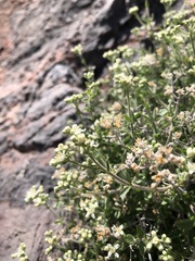 Fendlerella utahensis