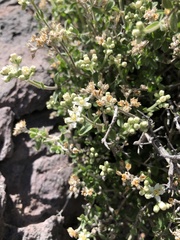 Fendlerella utahensis