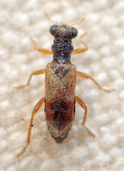 Phyllobaenus